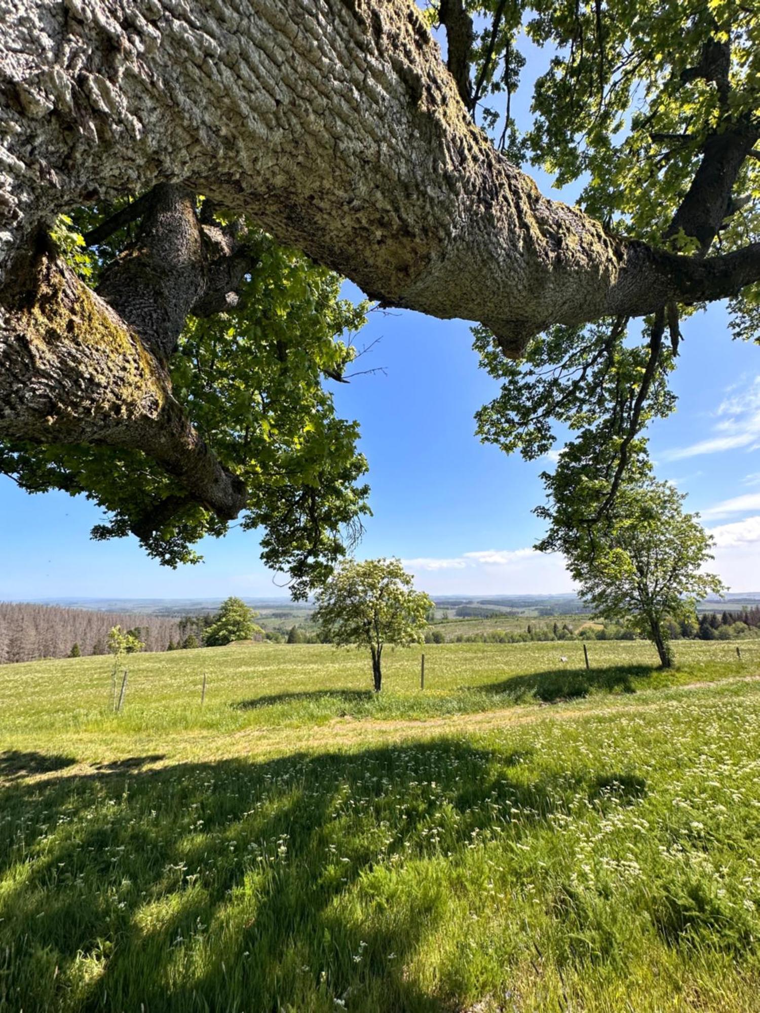 Ferienwohnungen Hexenstieg & Wurmbergblick Schierke Exterior foto
